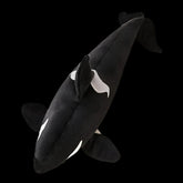 Large Killer Whale Soft Stuffed Plush Toy