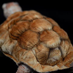 Soft Stuffed Tortoise Plush Toy