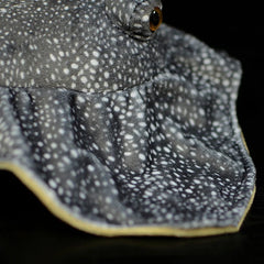 Soft Stuffed Ray Plush Toy
