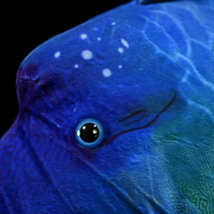 Soft Stuffed Plush Wrasse Toy