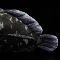 Soft Stuffed Coelacanth Plush Toy