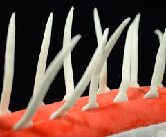 Cambrian Animal Soft Stuffed Plush Toy