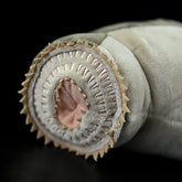 Soft Stuffed Plush Eel-like Toy
