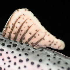 Rainbow Fish Soft Stuffed Plush Toy