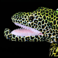 Honeycomb Eel Soft Stuffed Plush Toy