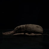 Stag Beetle Plush Toy