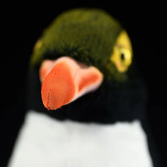 Yellow-Eyed Penguin Soft Stuffed Plush Toy