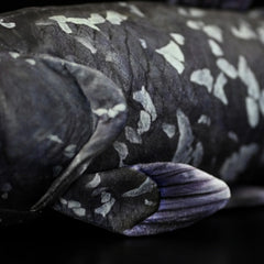 Soft Stuffed Coelacanth Plush Toy