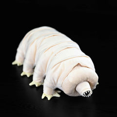 Water Bear Soft Stuffed Plush Toy