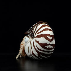 Soft Stuffed Nautilus Plush Toy