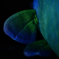 Soft Stuffed Plush Wrasse Toy