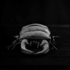 Stag Beetle Soft Stuffed Plush Toy